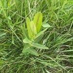 Asclepias sullivantii Листок