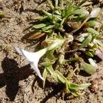 Houstonia rosea Habitus