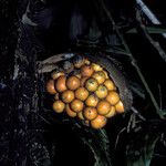 Bactris acanthocarpoides Froito