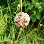 Allium vineale Fruit