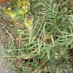 Euphorbia esula Blad