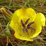 Calochortus clavatus Flor