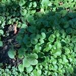 Dichondra repens Hoja