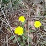 Crepis sanctaFlower