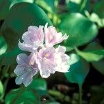 Eichhornia crassipes Fleur