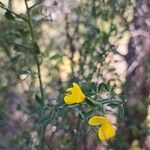 Cytisus spinosusЦвят