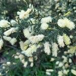 Acacia verticillata Folha