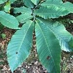 Castanea sativa叶