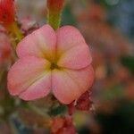 Kalanchoe velutina Flower