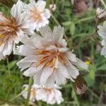 Bellis sylvestris फूल