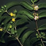 Mouriri guianensis Fruit