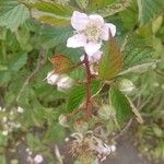 Rubus camptostachys 花