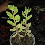 Crassula lanuginosa Blatt