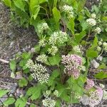 Mikania scandens Flors