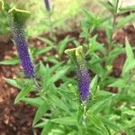 Veronica spicataFlower