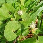 Hydrocotyle leucocephala Φύλλο