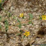 Kallstroemia californica عادت