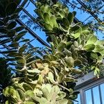 Leucospermum conocarpodendron Лист