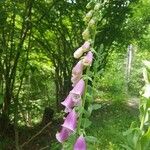 Digitalis purpureaBlomst