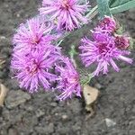 Vernonia noveboracensis Flower