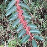 Phyllanthus salviifolius 葉