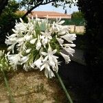 Agapanthus campanulatus Habitat