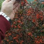 Woodfordia fruticosa Λουλούδι