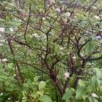 Cornus rugosa Агульны выгляд