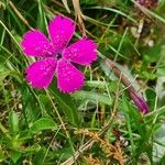 Dianthus deltoidesŽiedas