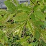 Diospyros virginiana Leaf