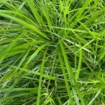 Carex muskingumensis ഇല