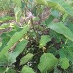 Solanum melongena Іншае