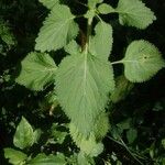 Leonotis nepetifolia Blad