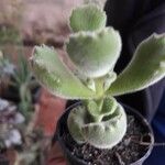 Cotyledon tomentosaЛіст