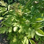 Aralia racemosa Vekstform