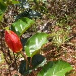 Passiflora coccinea Folla