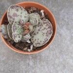 Adromischus cooperi Folla