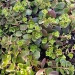 Sedum ternatum List