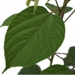 Hovenia dulcis Frunză