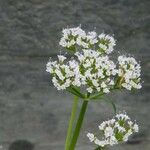 Valeriana tripteris Flower