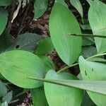 Polygonatum latifolium 葉