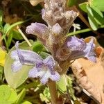 Orobanche nana Кветка