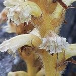 Orobanche caryophyllacea Floro