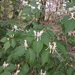 Lonicera maackii花