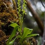 Benthamia nigrescens Blomma