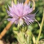 Cheirolophus intybaceus Flower