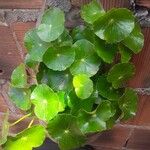 Hydrocotyle verticillata Feuille