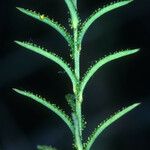 Linum adenophyllum