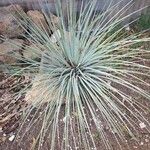 Agave stricta ഇല