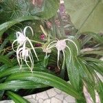 Hymenocallis littoralis Kwiat